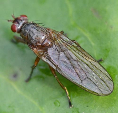 Dryomyza flaveola